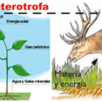 Timeline: tipos de alimentación.