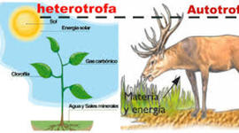 Timeline: tipos de alimentación.