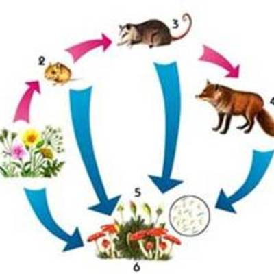 Timeline: cadenas alimenticias