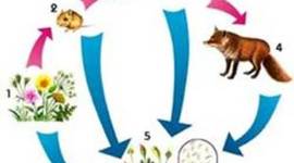 Timeline: cadenas alimenticias