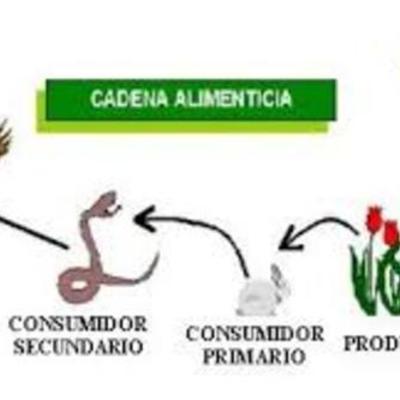 Timeline: Analisís comparativo de algunas adaptaciones con la nutrición