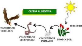 Timeline: Analisís comparativo de algunas adaptaciones con la nutrición
