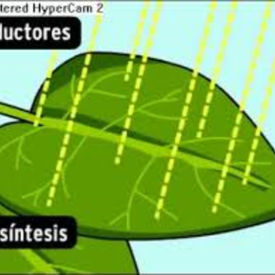 Timeline: Fotosíntesis