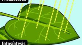 Timeline: Fotosíntesis