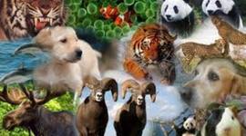 Timeline: animales