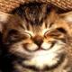 Contentment