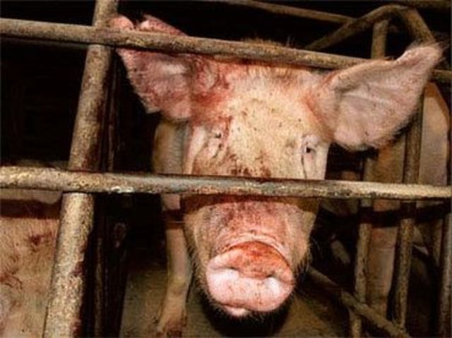 Swine production and management in the philippines pdf picture