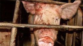 Timeline: Research Paper- Inhumane mistreatment of pigs in US pork industry
