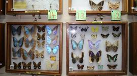 Timeline: Life Cycle of a Butterfly