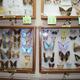 Butterfly museum