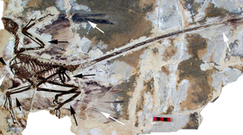 Timeline: Geological Timescale Timeline Project