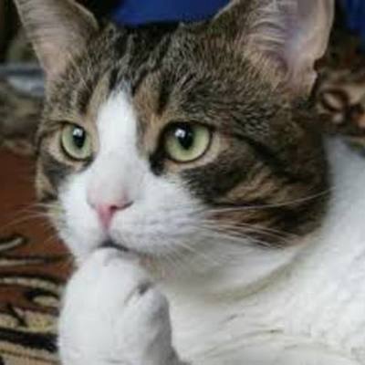 Timeline: Representantes de la psicología en edad moderna.