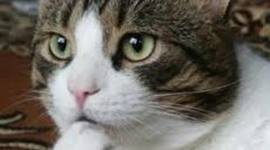 Timeline: Representantes de la psicología en edad moderna.