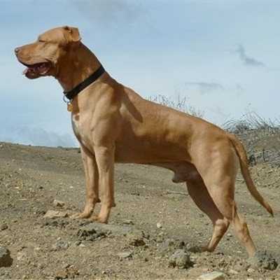 Timeline: Discrimination Against Pitbulls