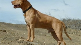 Timeline: Discrimination Against Pitbulls