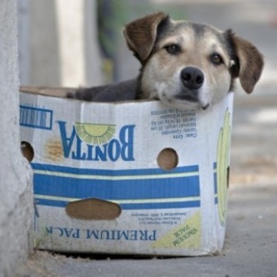 Timeline: LOS PERROS CALLEJEROS SON PERROS ABANDONADOS .