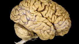 Timeline: HITOS DES. COGNITIVO 0-12 AÑOS (Belinda De Bien, Eva Millán, Fernando D. Veiga, Begoña Velasco, Nerea Ventura)