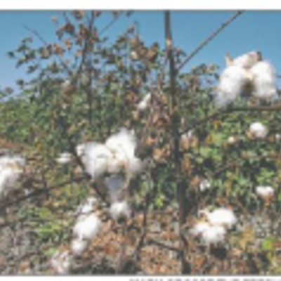 Timeline: 9/7/10 Cotton aims to be king again