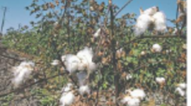 Timeline: 9/7/10 Cotton aims to be king again