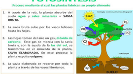 Timeline: Fotosintesis