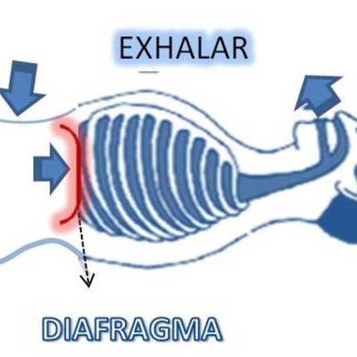 Timeline: La respiracion