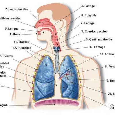 Timeline: La respiración