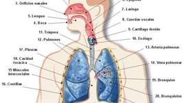 Timeline: La respiración