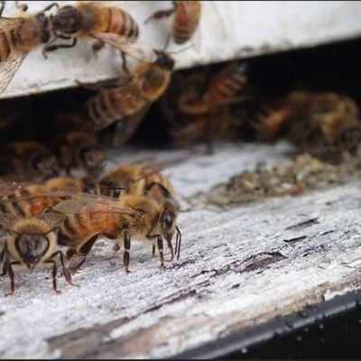 Timeline: The History of the Honey Bee in the U.S
