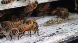 Timeline: The History of the Honey Bee in the U.S
