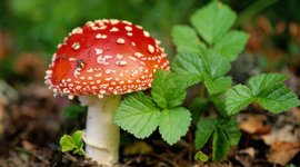 Timeline: Historical Facts about five kingdoms