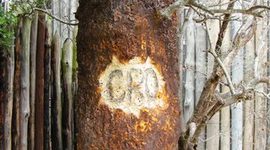 Timeline: lorenzo baltazar