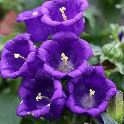 Timeline: The Color Purple