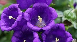 Timeline: The Color Purple