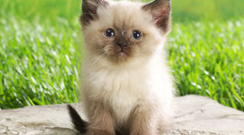 Timeline: cat growth