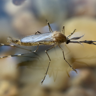 Timeline: Комар Алла