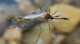 Timeline: Комар Алла