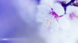 Timeline: teorías administrativas