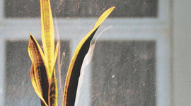 Timeline: De helaasheid der dingen