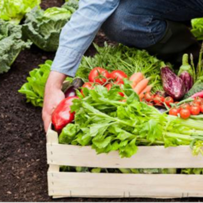 Timeline: Fresh Pro-to-Go