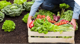 Timeline: Fresh Pro-to-Go