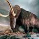 Mamut 0