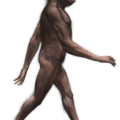 Timeline: Evolución del hombre