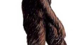 Timeline: Hombre prehistorico