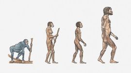 Timeline: TEORÍAS DE LA EVOLUCIÓN