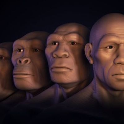 Timeline: Evolución humana