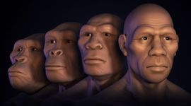 Timeline: Evolución humana