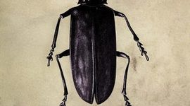 Timeline:  LA LA METAMORFOSIS