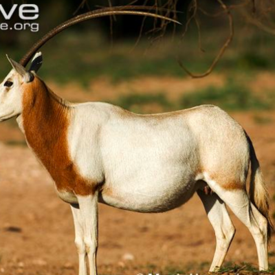 Timeline: Scimitar horned oryx - population in the wild.