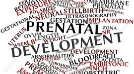 Timeline: Prenatal Development