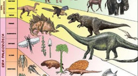 Timeline: Evolución de la fauna.